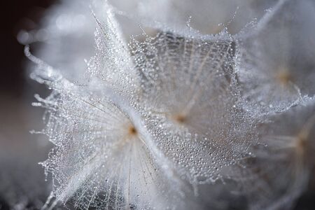 Beautiful dew drops on a dandelion seed macro. Beautiful soft background. Water drops on a...