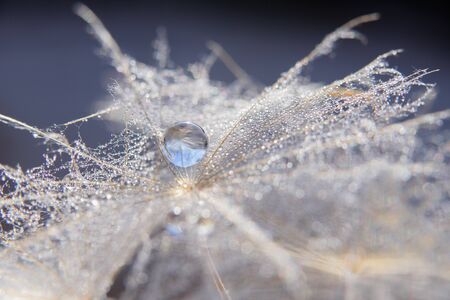 Beautiful dew drops on a dandelion seed macro. Beautiful soft blue background. Water drops on a parachutes dandelion. Copy space. soft focus on water droplets. circular shape, abstract background.の写真素材