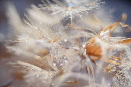 Beautiful dew drops on a dandelion seed macro. Beautiful soft blue background. Water drops on a...