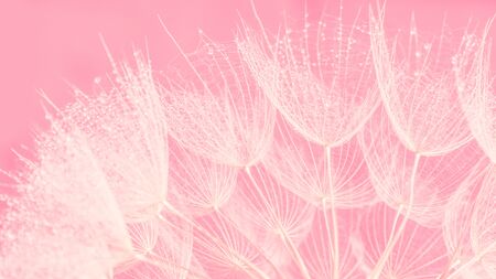 Beautiful dew drops on a dandelion seed macro. Beautiful soft pink background. Water drops on a parachutes dandelion. Copy space. soft focus on water droplets. circular shape, abstract background.の写真素材