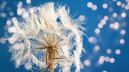 dandelion at sunset . Freedom to Wish. Dandelion silhouette fluffy flower on sunset sky. Seed macro closeup. Soft focus. Goodbye Summer. Hope and dreaming concept. Fragility. Springtime.の写真素材