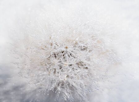 Beautiful dew drops on a dandelion seed macro. Beautiful soft blue background. Water drops on a...