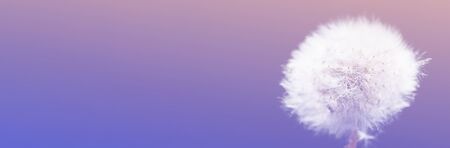 dandelion at blue background. Freedom to Wish. Dandelion silhouette fluffy flower on sky. Seed macro closeup. Soft focus. Goodbye Summer. Hope and dreaming concept. Fragility. Springtime. bannerの写真素材