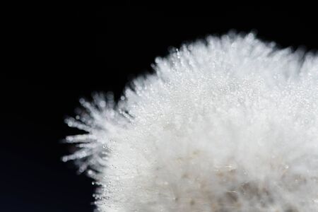 dandelion at black background. Freedom to Wish. Dandelion silhouette fluffy flower. Seed macro closeup. Soft focus. Goodbye Summer. Hope and dreaming concept. Fragility. Springtime.の写真素材