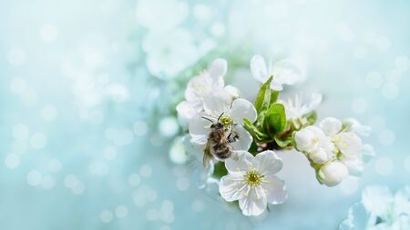 Beautiful cherry landscape. Floral spring abstract background of nature. Branches of blossoming cherry and bee macro with soft focus on blue background. Easter and spring greeting cards. Springtimeの写真素材