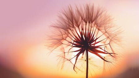 dandelion at sunset . Freedom to Wish. Dandelion silhouette fluffy flower on sunset sky. Seed macro closeup. Soft focus. Goodbye Summer. Hope and dreaming concept. Fragility. Springtime.の写真素材