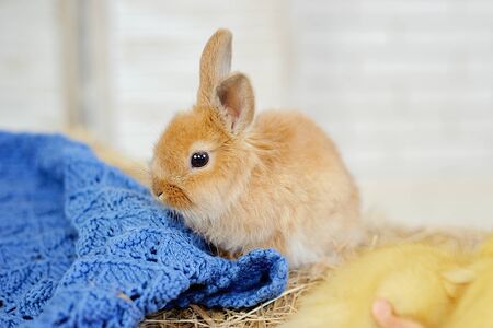 Easter bunny. Cute rabbit. Easter egg hunt with pet bunny.の写真素材