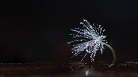 Beautiful dew drops on a dandelion seed macro. Beautiful soft blue background. Water drops on a parachutes dandelion. Copy space. soft focus on water droplets. circular shape, abstract background.の写真素材