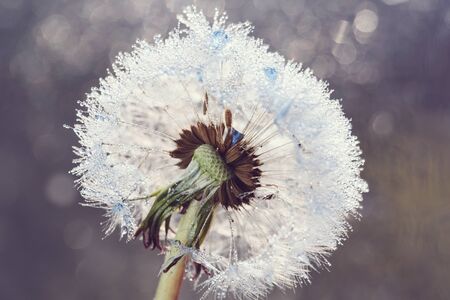 Beautiful dew drops on dandelion seed macro. Beautiful soft background. Water drops on parachutes dandelion. Copy space. soft focus on water droplets. abstract background. Macro natureの写真素材