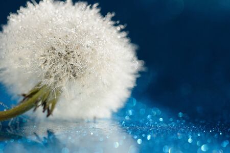 dandelion at blue background. Freedom to Wish. Seed macro closeup. Goodbye Summer. Hope and dreaming...