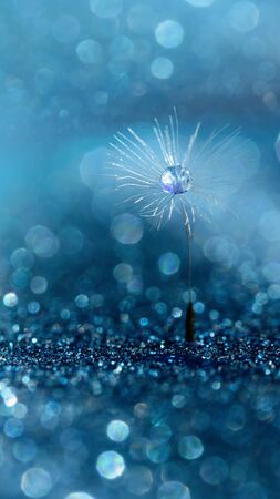 Beautiful dew drops on dandelion seed macro. Beautiful soft blue background. Water drops on parachutes dandelion. soft focus on water droplets. abstract background. Macro nature. Verticalの写真素材