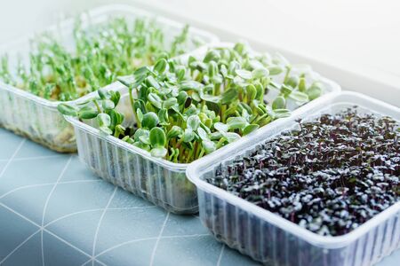 Small home garden. Useful young sprouts of pea, sunflower. Growing microgreen at home. Seed Germination. Vegan and healthy eating concept.Windowsill garden.の写真素材