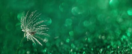 dandelion at green background. Freedom to Wish. Seed macro closeup. Goodbye Summer. Hope and...