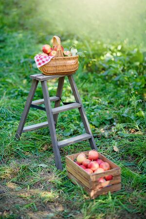 Apple harvest. Ripe red apples in basket and in dark wooden crate on green grass. Apple picking. Harvest Concept. Garden.の写真素材