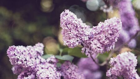 macro view of flower lilac. A beautiful bunch of lilac closeup. Bush Bloom. flowers in the garden. Soft selective focus. Copy spaceの写真素材