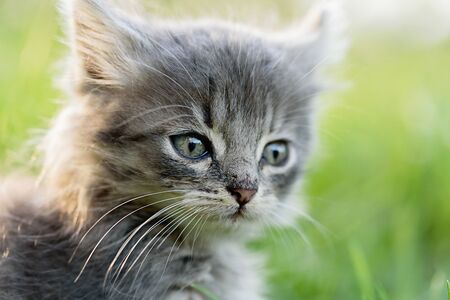 Cute little grey kitten playing in grass. close up viewの写真素材
