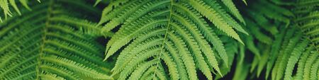 green fern leaves petals background. Vibrant green foliage. Tropical leaf. Exotic forest plant. Botany concept. Ferns jungles close up. jungle atmosphere and calm zen meditationの写真素材
