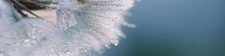 dandelion at blue background. Freedom to Wish. Dandelion silhouette fluffy flower on sky. Seed macro...