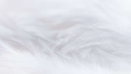 Soft white feather texture background. Selective focusの写真素材