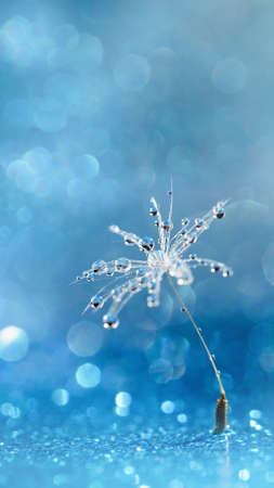 Beautiful dew drops on dandelion seed macro. Beautiful soft blue background. Water drops on parachutes dandelion. soft focus on water droplets. abstract background. Macro nature. Verticalの写真素材