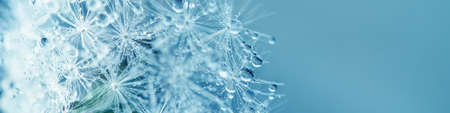 Beautiful dew drops on a dandelion seed macro. Beautiful soft blue background. Water drops on a...