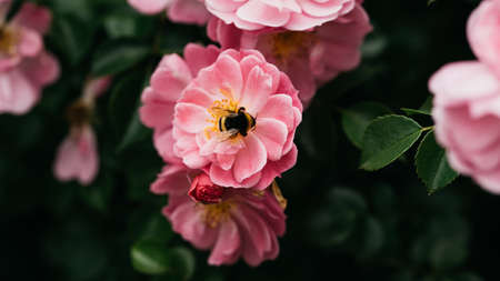 Tender pink tea roses background. Closeup macro of summer flower. Selective focus. Moodyの写真素材