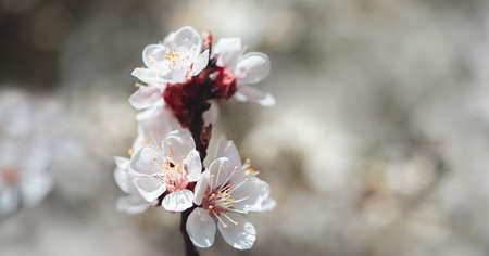 Spring background with blooming white cherry flowers. Floral abstract background of nature. Branches of blossoming cherry macro with soft focus. Easter and spring greeting cards. Springtimeの写真素材