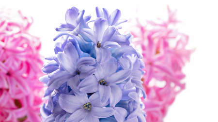 Macro closeup view of Hyacinth Pink Spring flowers on light background. perfume of blooming hyacinths symbol of early spring. Texture. concept of holiday, celebration, women day. Mother dayの写真素材