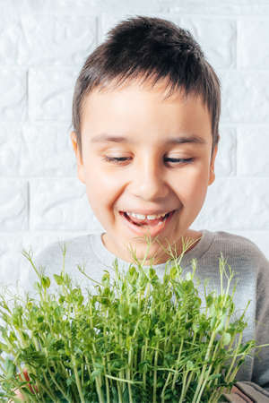 Boy eats peas microgreen, spring avitaminosis. Sprout vegetables germinated from high quality organic plant seed on linen mat. Superfood. selective focus. Vegan and healthy eating concept.の写真素材