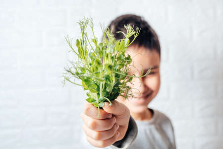 Boy eats peas microgreen, spring avitaminosis. Sprout vegetables germinated from high quality organic plant seed on linen mat. Superfood. selective focus. Vegan and healthy eating concept.の写真素材
