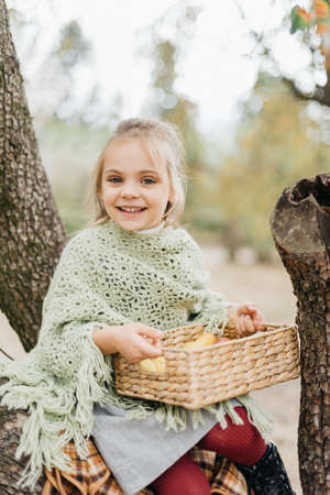 Child picking pears on farm in autumn. Little girl playing in pears tree orchard. Healthy nutrition. Cute little girl eating red delicious pear. Harvest Concept. pears picking.の写真素材