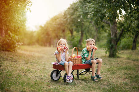 Apple harvest and picking on farm in autumn. Adorable little two children girl and boy picking fresh ripe apples in fruit orchard. Kids playing in garden eating fruits at fall. Healthy nutritionの写真素材
