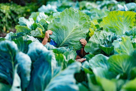 Baby sitting in cabbage plant. Cute little girl on cabbage field. Harvest Concept.の写真素材