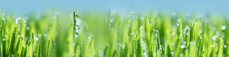 Wet spring green grass backround with dew lawn natural. beautiful water drop sparkle in sun on leaf in sunlight, image of purity and freshness of nature, copy space. macro. shallow DOF. panoramaの写真素材