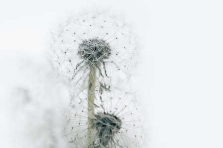 dandelion at white background. Freedom to Wish. Dandelion silhouette fluffy flower. Seed macro closeup. Soft focus. Goodbye Summer. Hope and dreaming concept. Fragility. Springtime.の写真素材