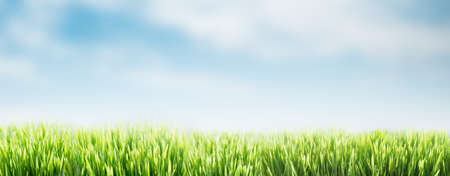 Spring or summer abstract nature background with grass and blue sky. Green grass banner. Selective focus. Copy space.の写真素材