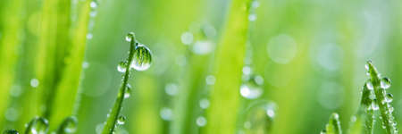 macro wet spring green grass backround with dew. natural beautiful water drop on leaf in sunlight,...