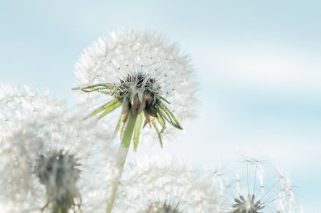 Macro nature. dandelion at sky background. Freedom to Wish. Dandelion silhouette fluffy flower. Seed macro closeup. Soft focus. Goodbye Summer. Hope and dreaming concept. Fragility. Springtime.の写真素材