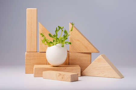 Microgreens in egg on wooden podium. micro greens for sale. Vitamins from nature. Vegan and healthy superfood delivery service. Fresh eco farming greens delivery Peas grassの写真素材