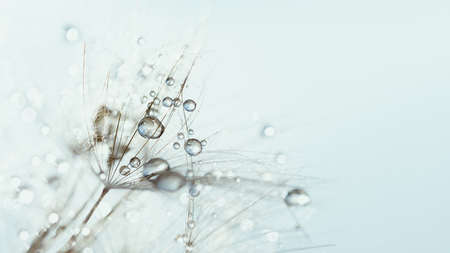 Macro nature abstract background. Beautiful dew drops on dandelion seed macro. soft background. Water drops on parachutes dandelion. Copy space. soft sekective focus on water droplets. circular shapeの写真素材