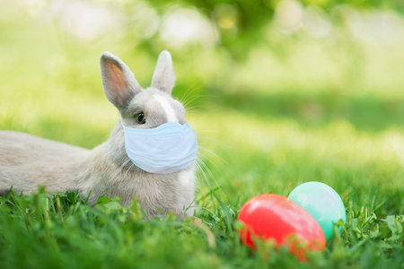 Easter bunny in medicine mask and eggs on spring green grass. Cute rabbit. Easter egg hunt with pet bunny.の写真素材