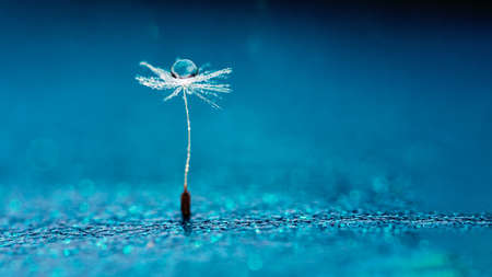 Macro nature. Beautiful dew drops on dandelion seed macro. Beautiful soft background. Water drops on parachutes dandelion. Copy space. soft focus on water droplets. circular shape, abstract backgroundの写真素材