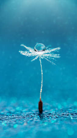 Macro nature. Beautiful dew drops on dandelion seed macro. Beautiful soft background. Water drops on parachutes dandelion. Copy space. soft focus on water droplets. circular shape, abstract backgroundの写真素材