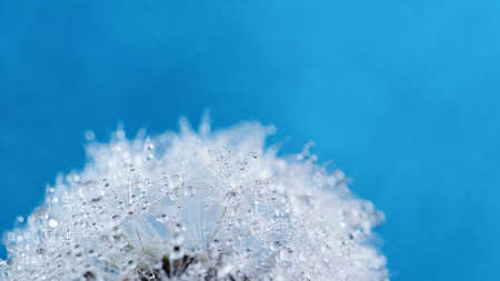 Macro nature. Beautiful dew drops on dandelion seed macro. Beautiful soft background. Water drops on parachutes dandelion. Copy space. soft focus on water droplets. circular shape, abstract backgroundの写真素材