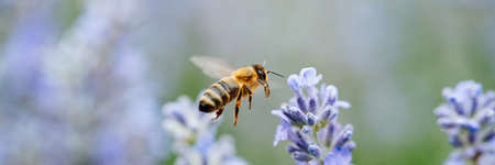 Honey bee pollinates lavender flowers. Plant decay with insects., Sunny lavender. Lavender flowers...