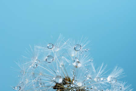 Macro nature abstract background. Beautiful dew drops on dandelion seed macro. soft background....