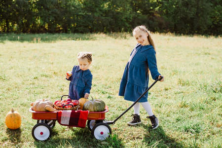 Autumn harvest organic pumpkins and apples. Happy little sisters girl on pumpkin patch on cold autumn day, with lot of pumpkins for halloween or thanksgiving and red wagon. Children on pumpkin field.の写真素材