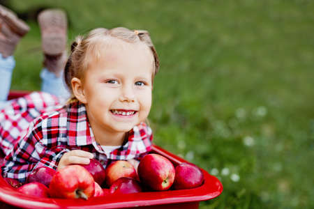 Child picking apples on farm in autumn. Little girl playing in apple tree orchard. Healthy nutrition. Cute little girl eating red delicious apple. Harvest Concept. Apple picking.の写真素材