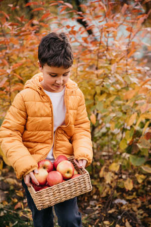 portrait of mixed race boy eating red organic apple outdoor. Harvest Concept. Child picking apples on farm in autumn. Children and Ecology. Healthy nutrition Garden Food.の写真素材