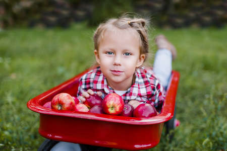 Child picking apples on farm in autumn. Little girl playing in apple tree orchard. Healthy nutrition. Cute little girl eating red delicious apple. Harvest Concept. Apple picking.の写真素材